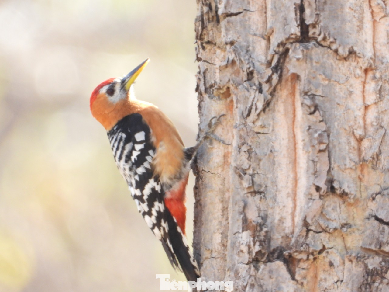 Gõ kiến xám và gõ kiến bụng hung, chim đặc trưng rừng khộp. Trong rừng này có khoảng 16 loài gõ kiến. Gõ kiến xám và gõ kiến bụng hung, chim đặc trưng rừng khộp. Trong rừng này có khoảng 16 loài gõ kiến.