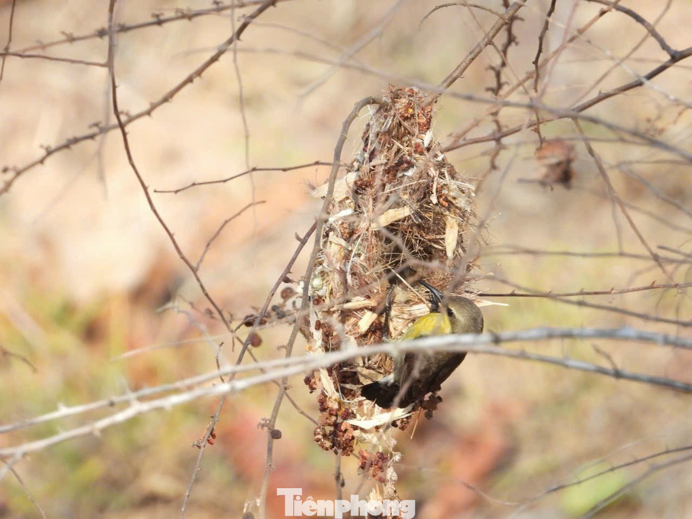 Chim cu xanh chân vàng (ảnh trái) và Hút mật họng đen Chim cu xanh chân vàng (ảnh trái) và Hút mật họng đen