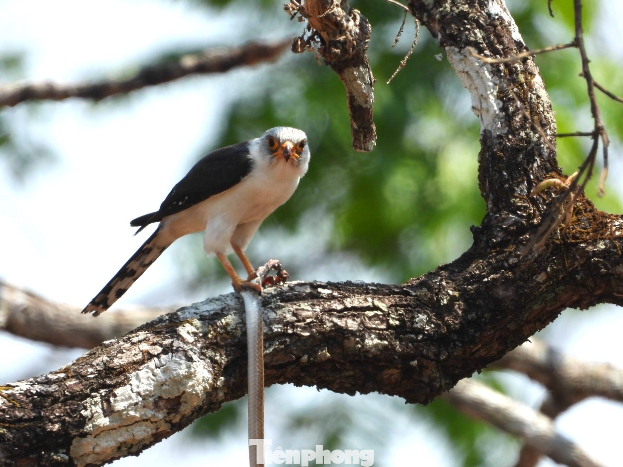 Chim cắt nhỏ họng trắng. Đây là loài chim đặc hữu của VQG Yok Don Chim cắt nhỏ họng trắng. Đây là loài chim đặc hữu của VQG Yok Don