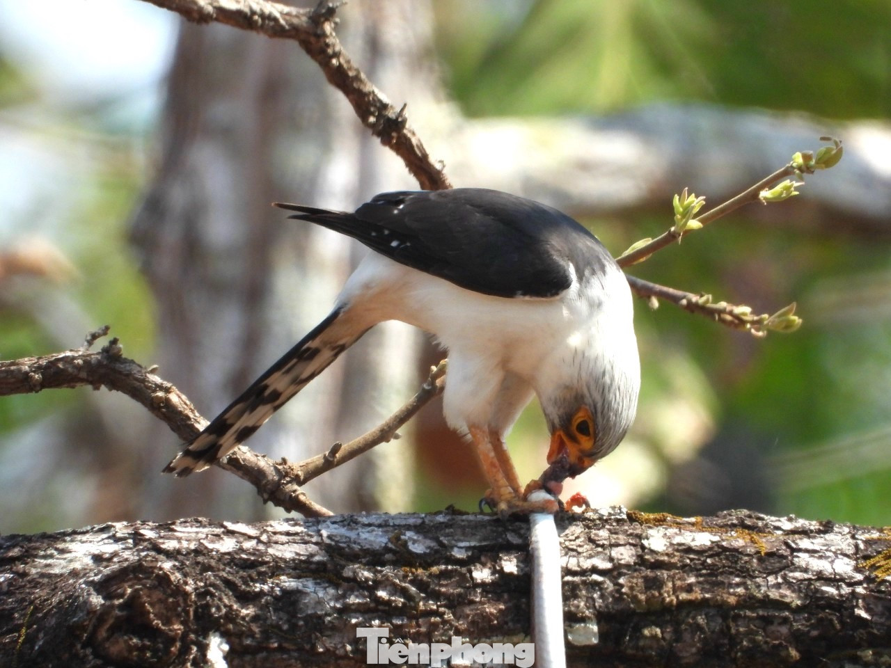 Chim cắt nhỏ họng trắng. Đây là loài chim đặc hữu của VQG Yok Don Chim cắt nhỏ họng trắng. Đây là loài chim đặc hữu của VQG Yok Don