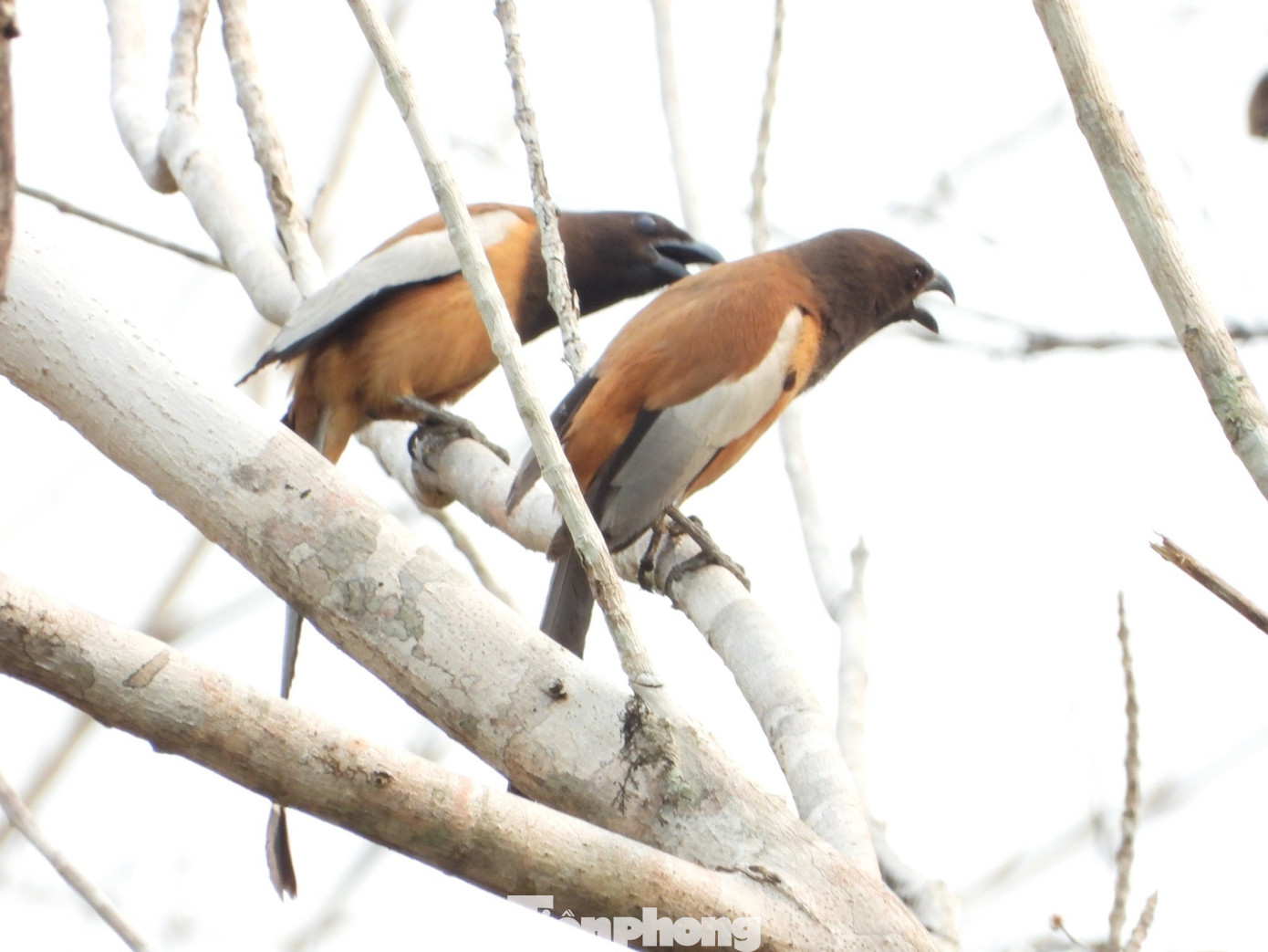 VQG Yok Đôn có khu hệ chim phong phú, với hơn 370 loài chim. VQG Yok Đôn có khu hệ chim phong phú, với hơn 370 loài chim.