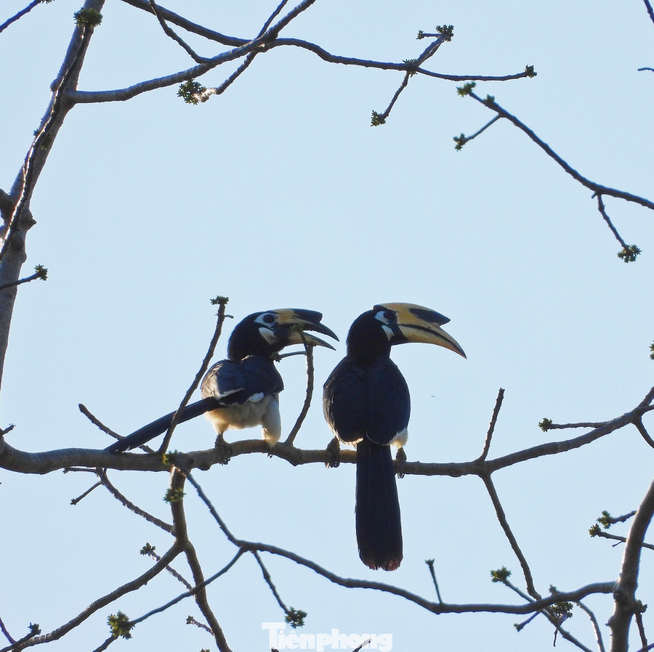 Chim cao cát Chim cao cát