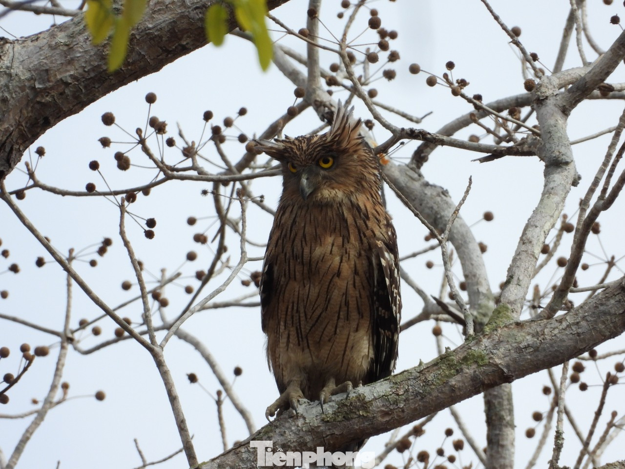 Dù dì Phương Đông Dù dì Phương Đông