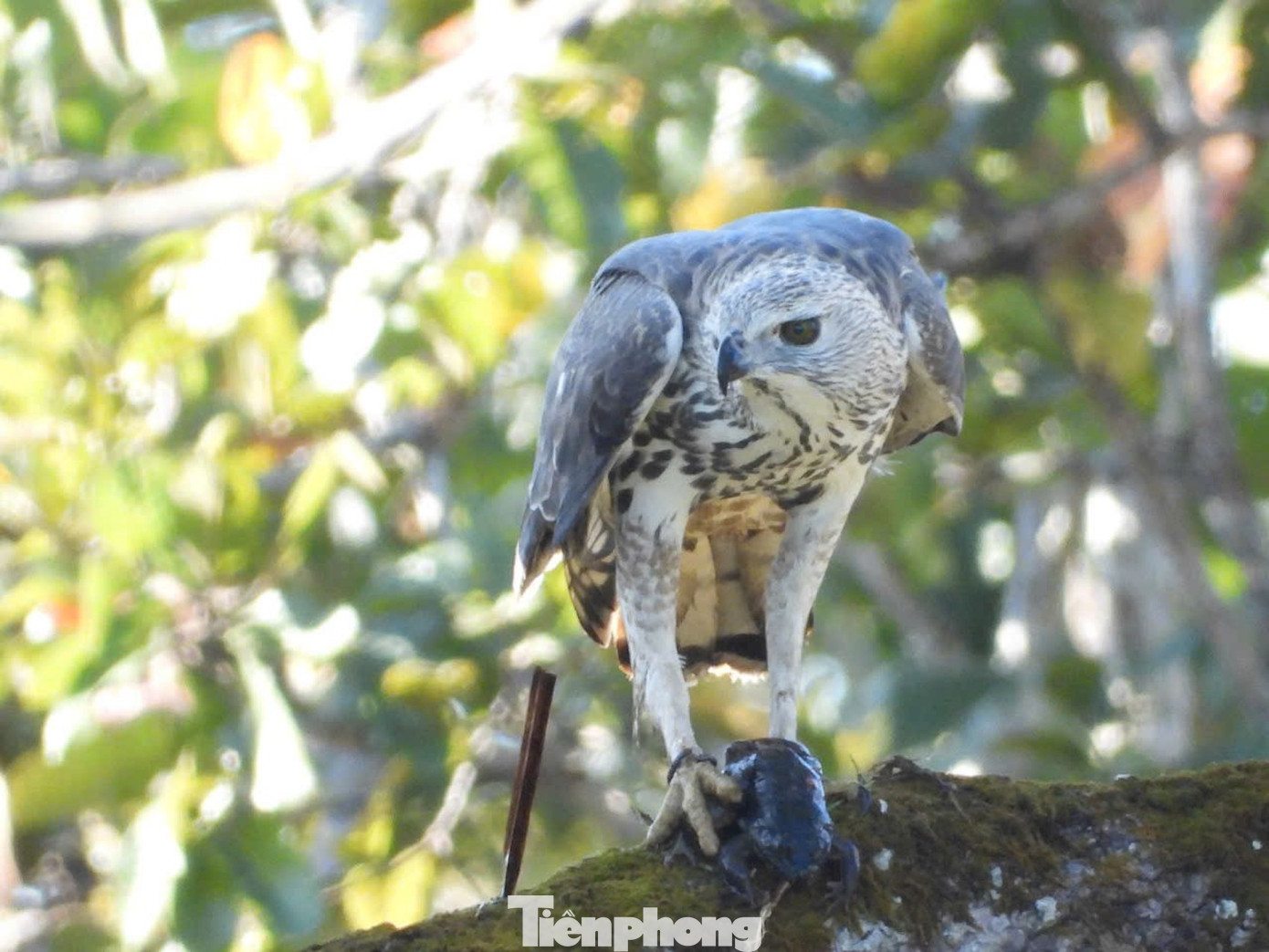 Diều đầu nâu Diều đầu nâu