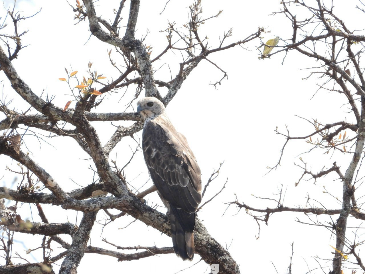 Diều đầu nâu Diều đầu nâu