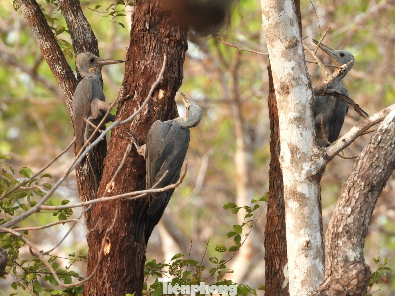 Gõ kiến xám và gõ kiến bụng hung, chim đặc trưng rừng khộp. Trong rừng này có khoảng 16 loài gõ kiến. Gõ kiến xám và gõ kiến bụng hung, chim đặc trưng rừng khộp. Trong rừng này có khoảng 16 loài gõ kiến.