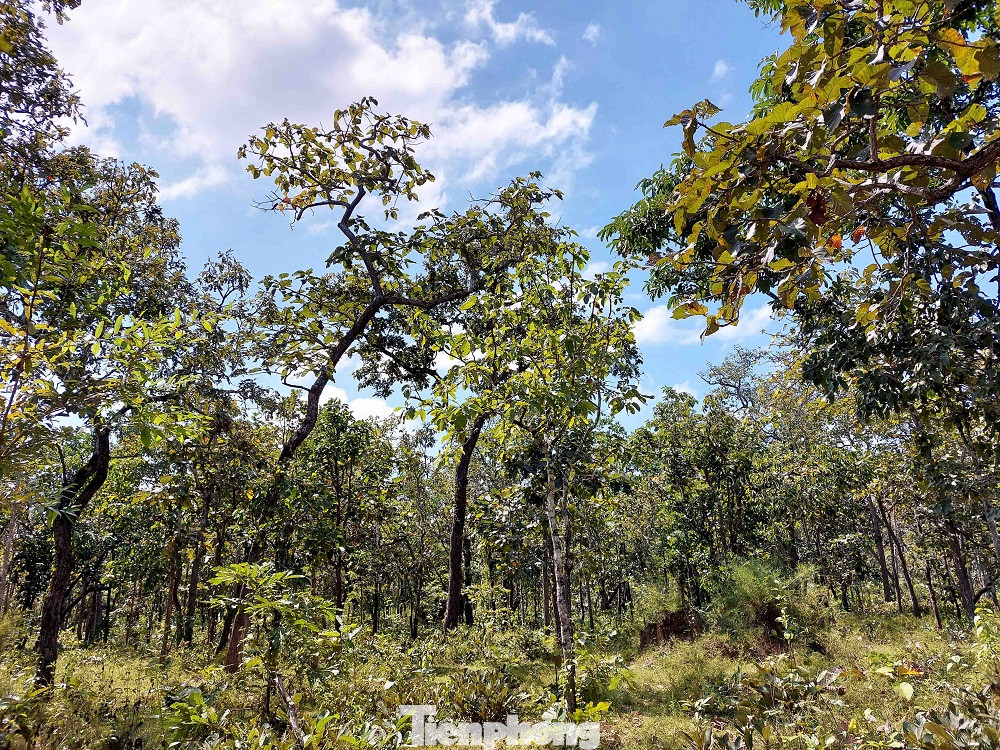 Mỗi năm, rừng khộp Tây Nguyên có hai lần thay áo. Lần thứ nhất khi những cơn mưa đầu mùa trút xuống khắp cánh rừng, mầm non đâm chồi. Tuy nhiên, đẹp nhất là lần thứ hai, khi rừng khộp bước vào mùa thay lá. Ảnh: Những cây gỗ dầu xanh mát nơi vườn Quốc gia Yok Đôn trước khi bước vào mùa thay lá.