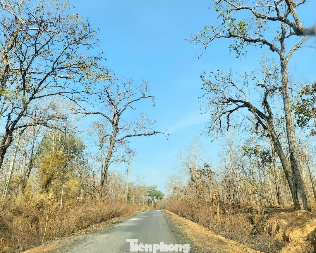 Ở Việt Nam, rừng khộp phân bố chủ yếu ở Tây Nguyên, đặc biệt là vùng biên giới giữa Việt Nam và Campuchia, nơi khí hậu chia hai mùa rõ rệt.