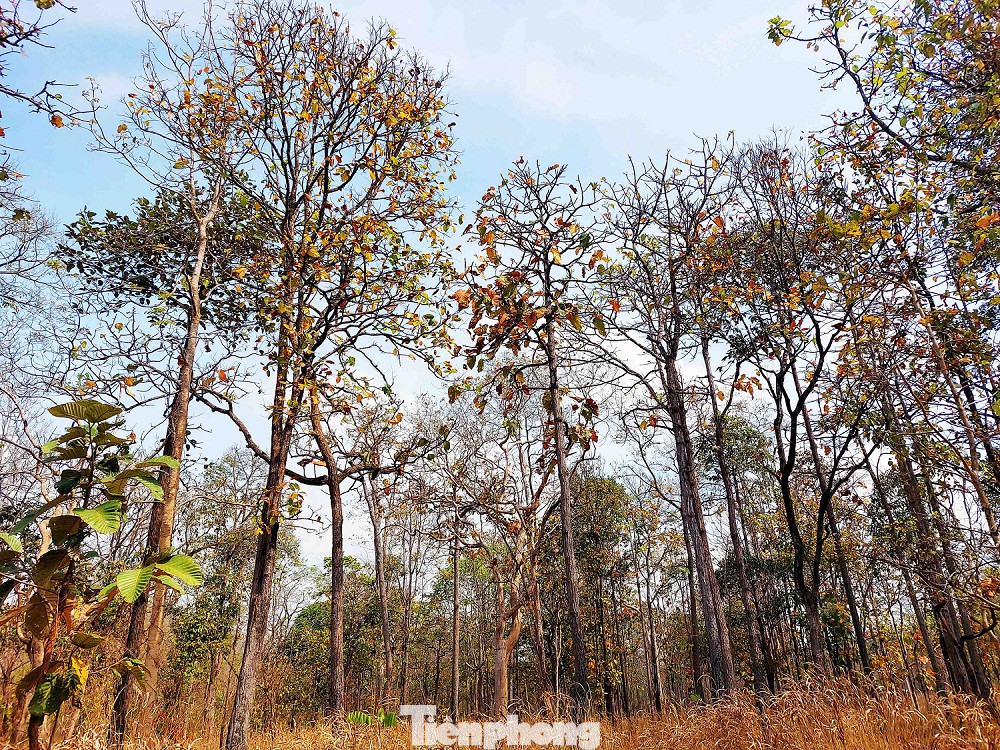 Gỗ dầu - loài cây đặc trưng của rừng khộp trở mình trong mùa thay lá, từng cụm vàng, xanh, đỏ xen kẽ với nhau