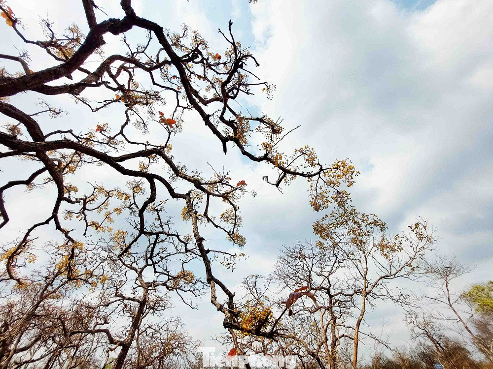 Dưới nền trời mùa khô Tây Nguyên, cành hoa rừng càng tô thêm sắc màu rực rỡ của rừng khộp mùa thay lá.