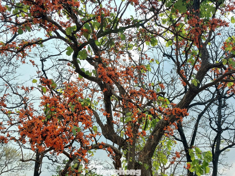 Sắc màu đỏ cam của hoa cây dền dền đẹp đến mê hoặc lòng người