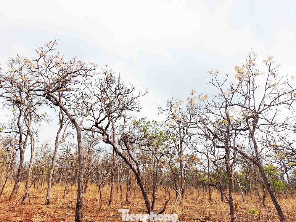 Rừng khộp có 2 tầng: Tầng cây cao và tầng cây bụi thấp. Mùa khô, những chiếc lá rơi trong khu rừng đang đổi sắc và cây cỏ ở tầng dưới thấp dần, khô lại...giữa không gian hoang vắng, tĩnh mịch đem đến cảm giác ma mị khi dạo bước trong rừng