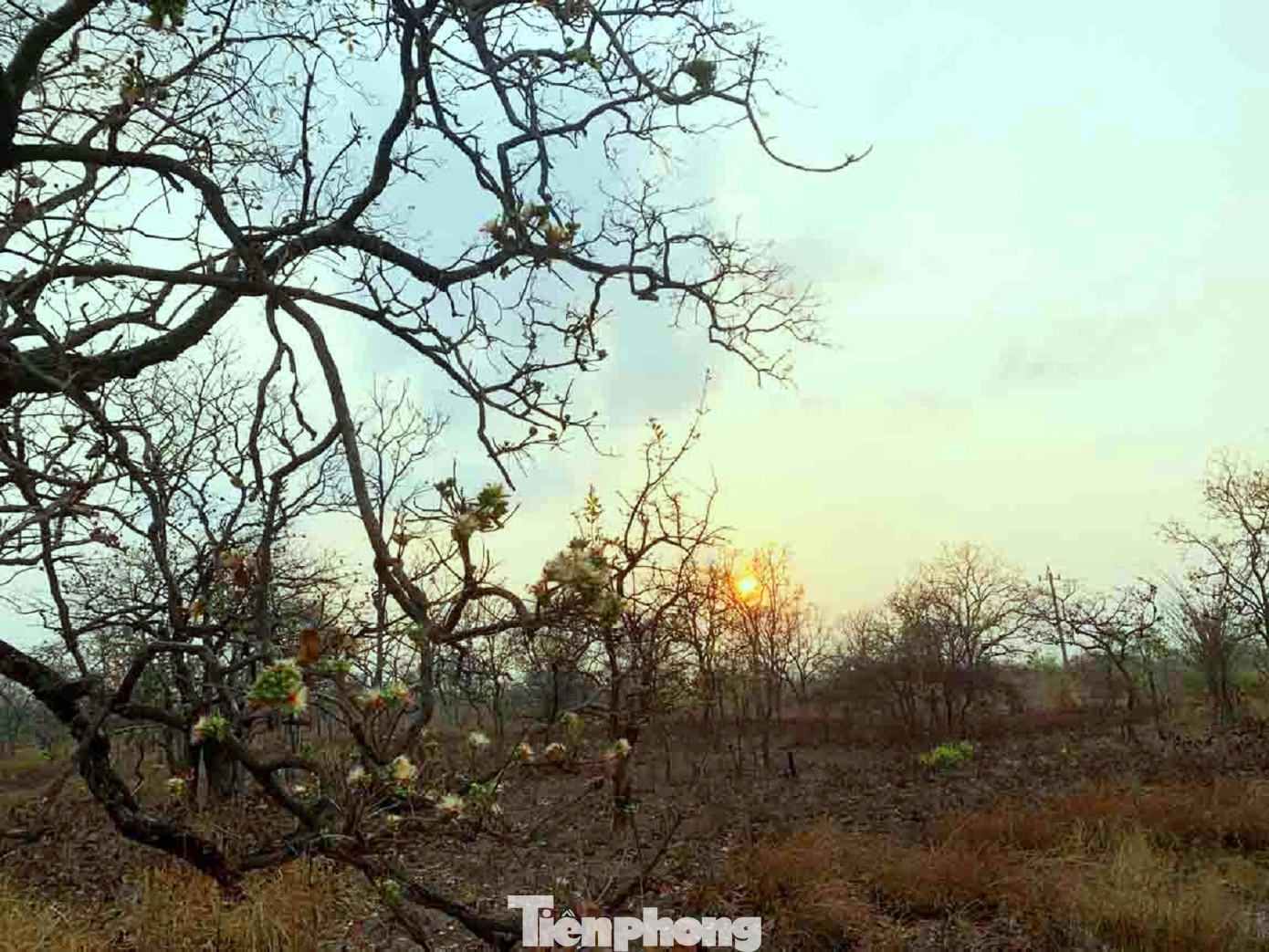 Loài cây lộc vừng cạn khoe sắc dưới ánh bình minh