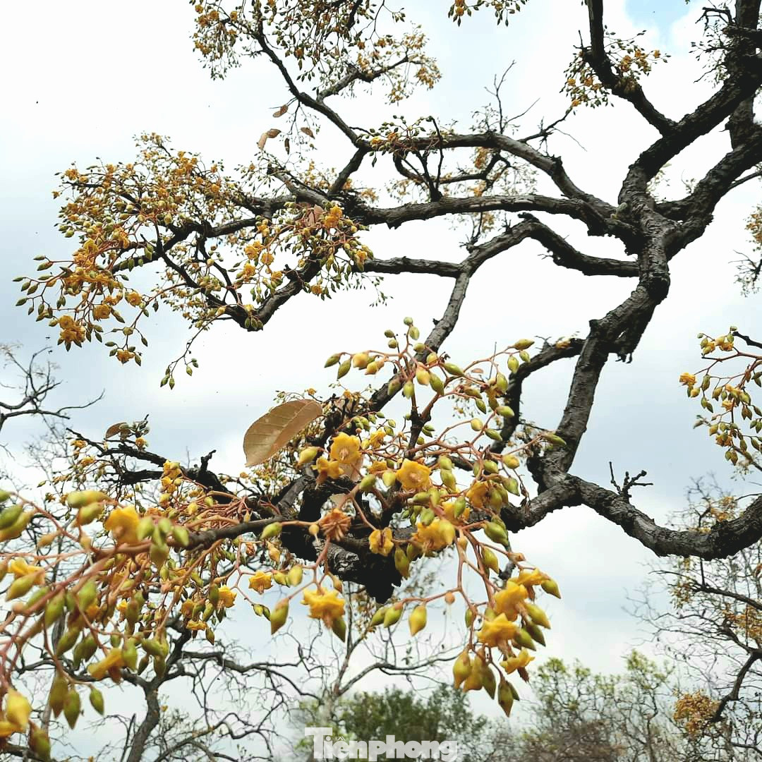 Trong khu rừng có nhiều kỳ hoa dị thảo