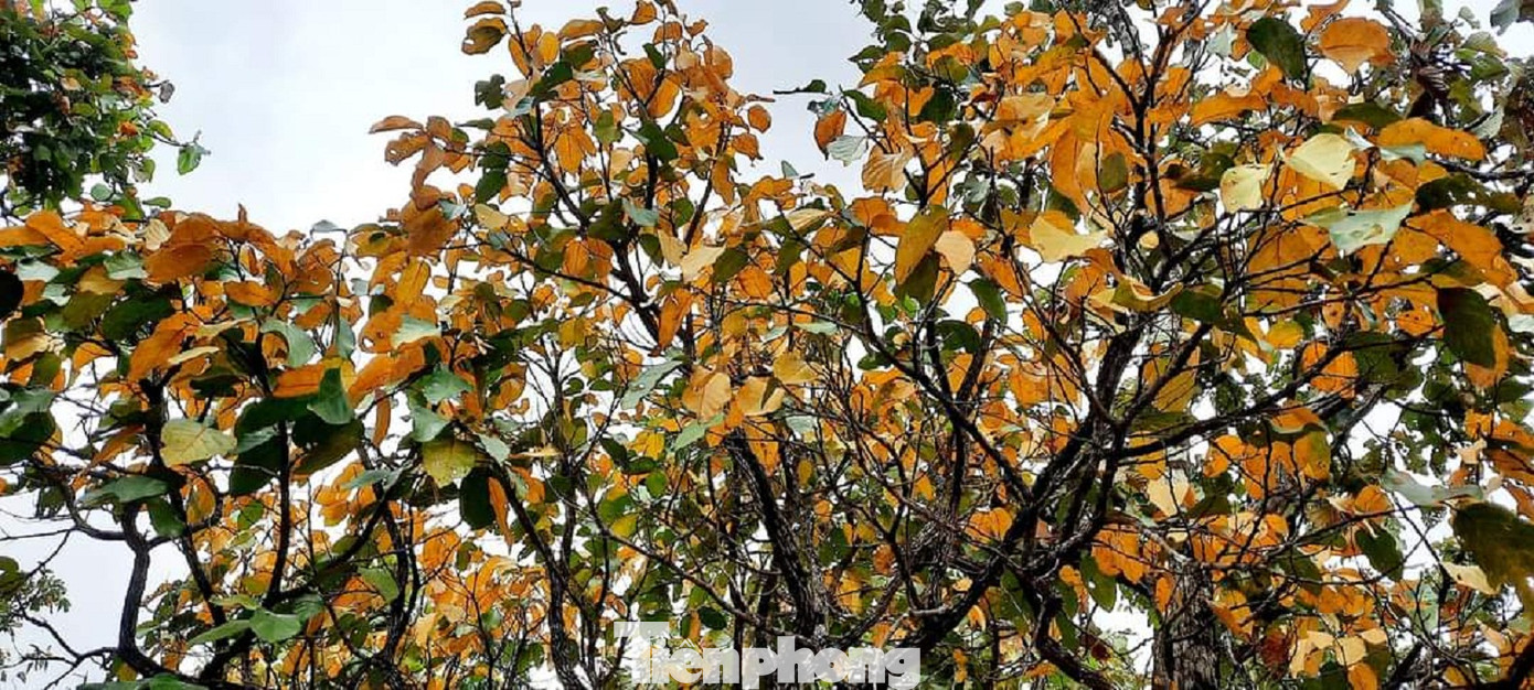 Trước khi rụng lá, lá cây rừng khộp chuyển sang sắc vàng, sắc đỏ như mùa thu “châu Âu”