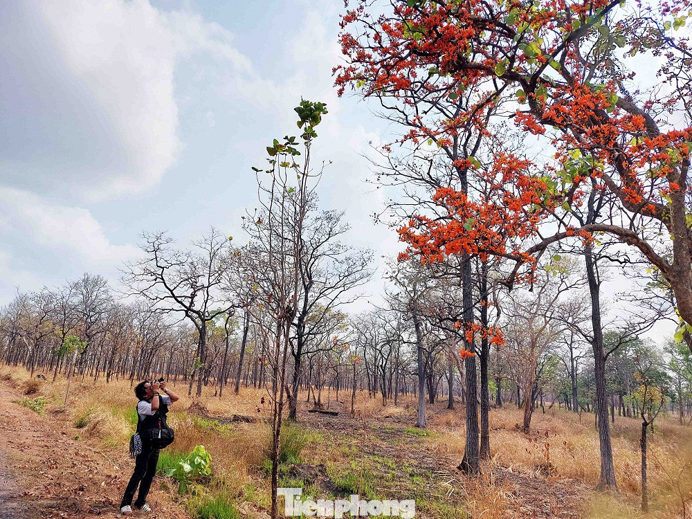 Từ lâu, vẻ đẹp của rừng khộp đã trở thành niềm cảm hứng sáng tạo cho các nghệ sĩ, tạo nên những tác phẩm nghệ thuật độc đáo.