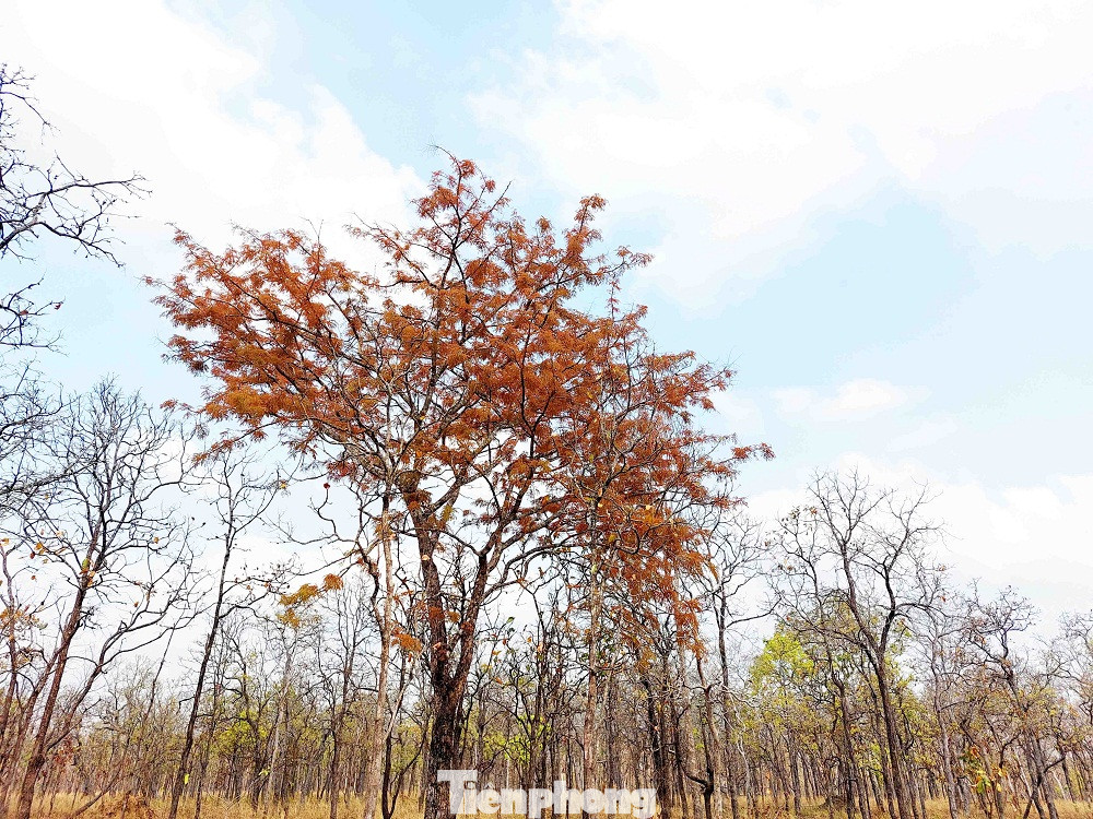 Sắc lá cam nhạt của cây bồ kết rừng nổi bật giữa mùa thay lá