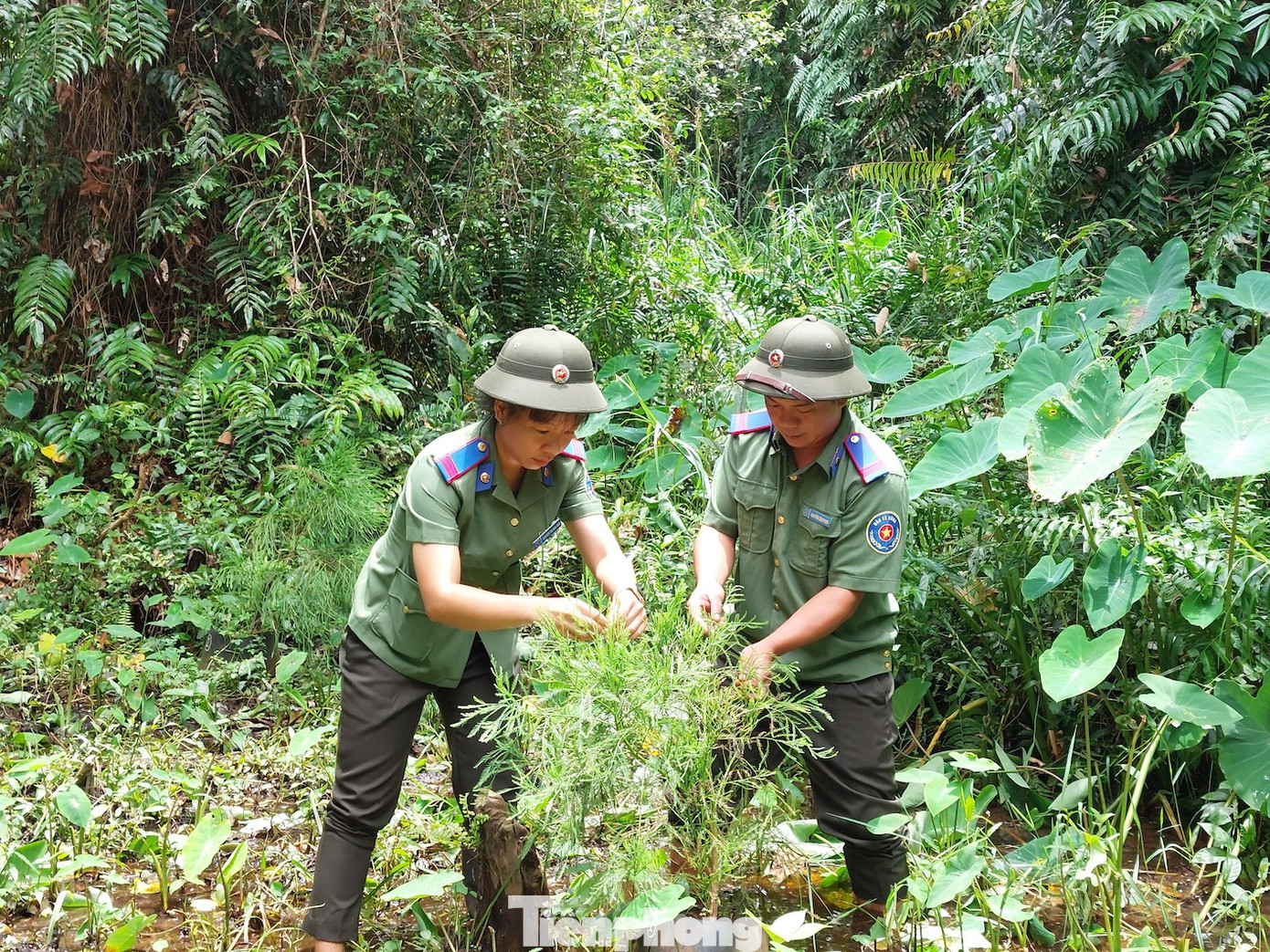 Thủy tùng chủ yếu mọc ở các vùng đầm lầy, có mùi thơm đặc trưng. Vân của lõi cây được ngâm càng lâu dưới nước có có màu xanh.