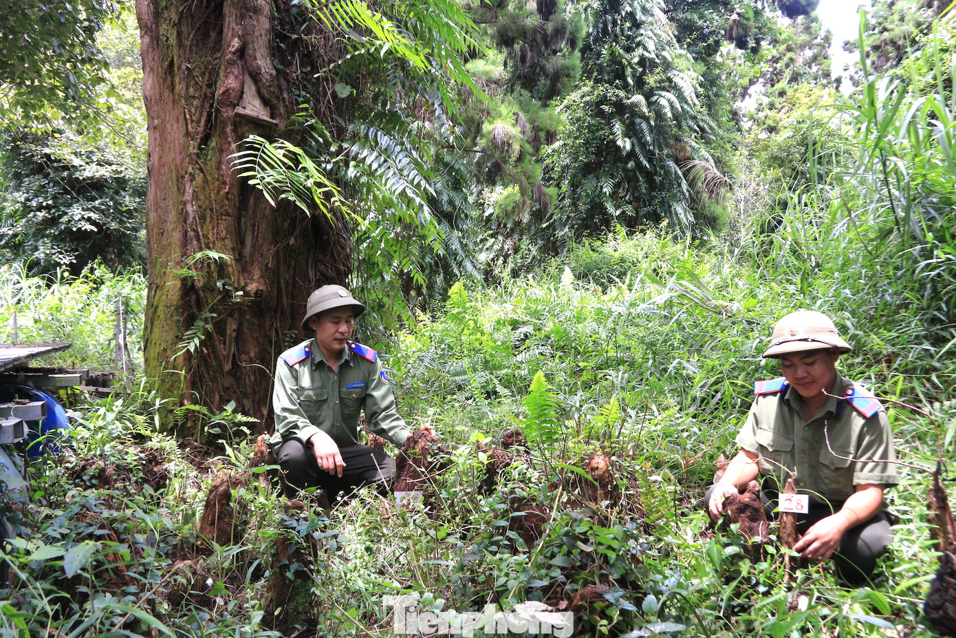 Những phần rễ xung quanh cây Thủy tùng mọc nhô trên mặt nước giúp cây hô hấp, chồi non được ghép cẩn thận qua các rễ thở của cây mẹ.