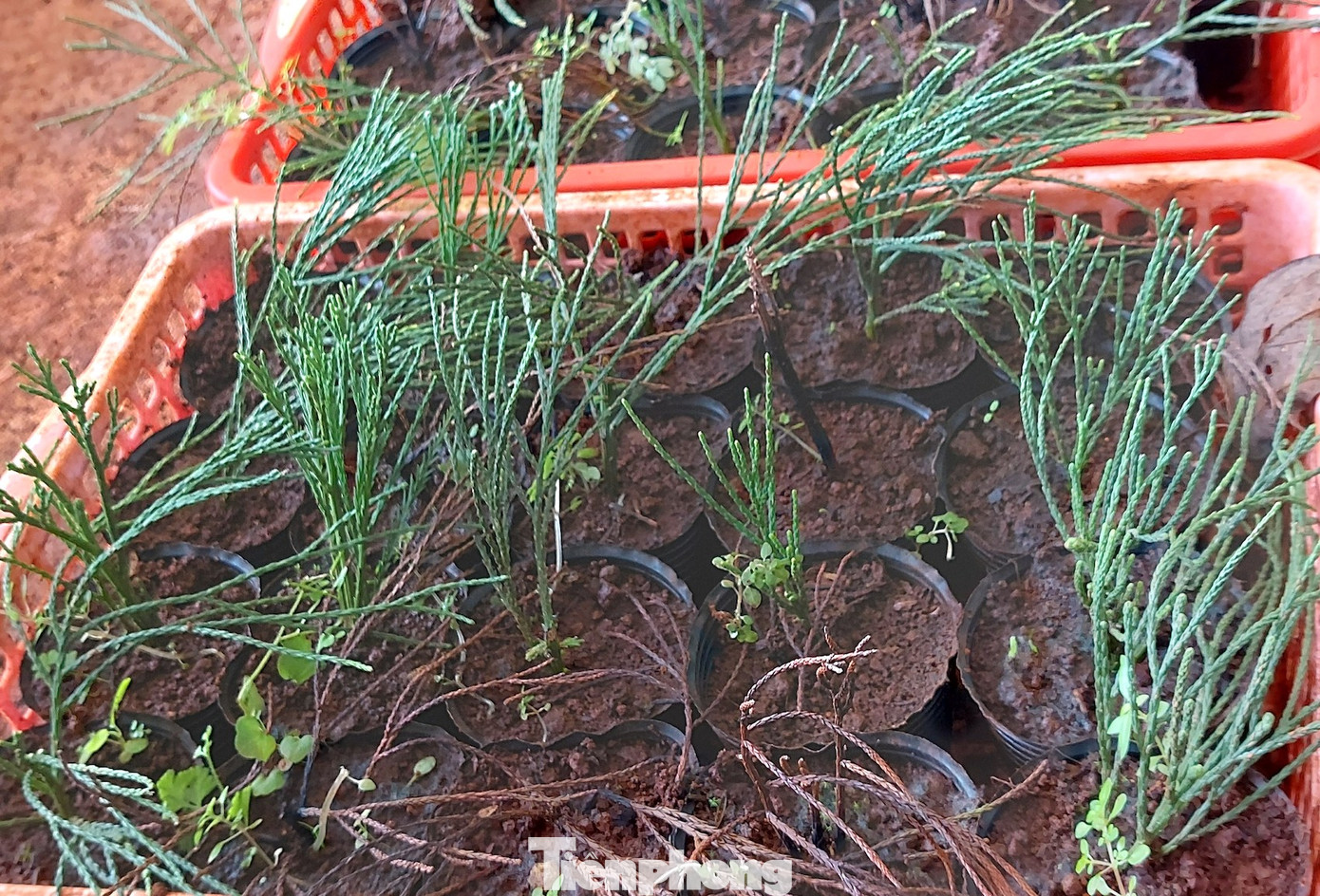 Để bảo vệ và phát triển nguồn gen quý, cán bộ thực hiện bằng 2 hình thức: Ghép trên rễ thở và dâm hom.