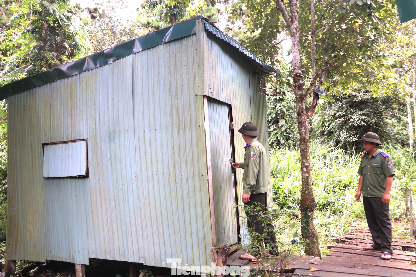 Cạnh những gốc Thủy tùng cổ thụ, cơ quan chức năng bố trí chòi gác để cán bộ túc trực.