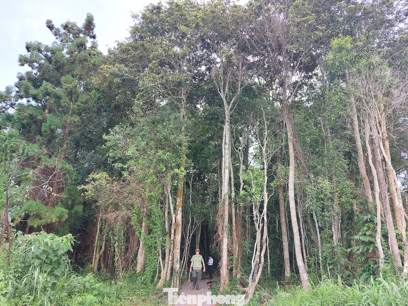 Hiện nay, Ban Quản lý khu bảo tồn loài sinh cảnh Thông nước (trực thuộc Sở NN&amp;PTNT tỉnh Đắk Lắk) đang quản lý 162 cây Thủy tùng nguyên sinh. Trong đó, riêng xã Ea Ral (huyện Ea H'leo) có 142 cây, huyện Krông Năng 19 cây, và một cây nằm giáp ranh giữa một cây cầu của thị xã Buôn Hồ.