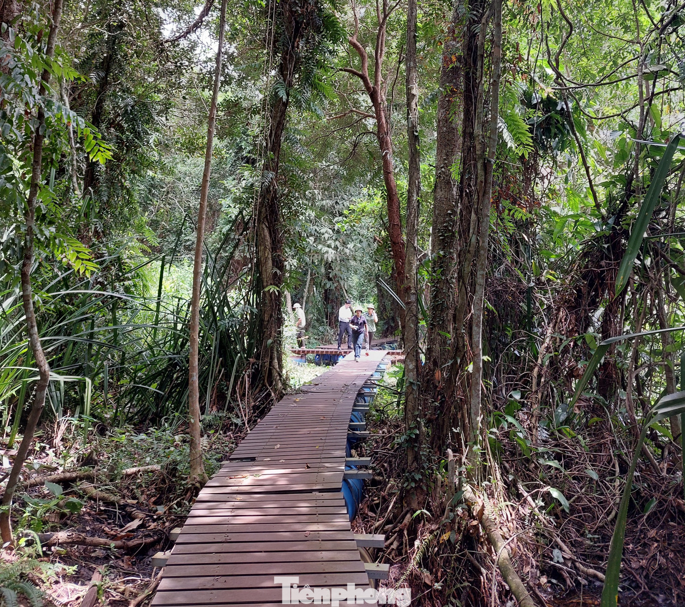 Giữa quần thể Thủy tùng được lắp những cầu phao, mặt lót ván gỗ làm đường đi tuần tra.