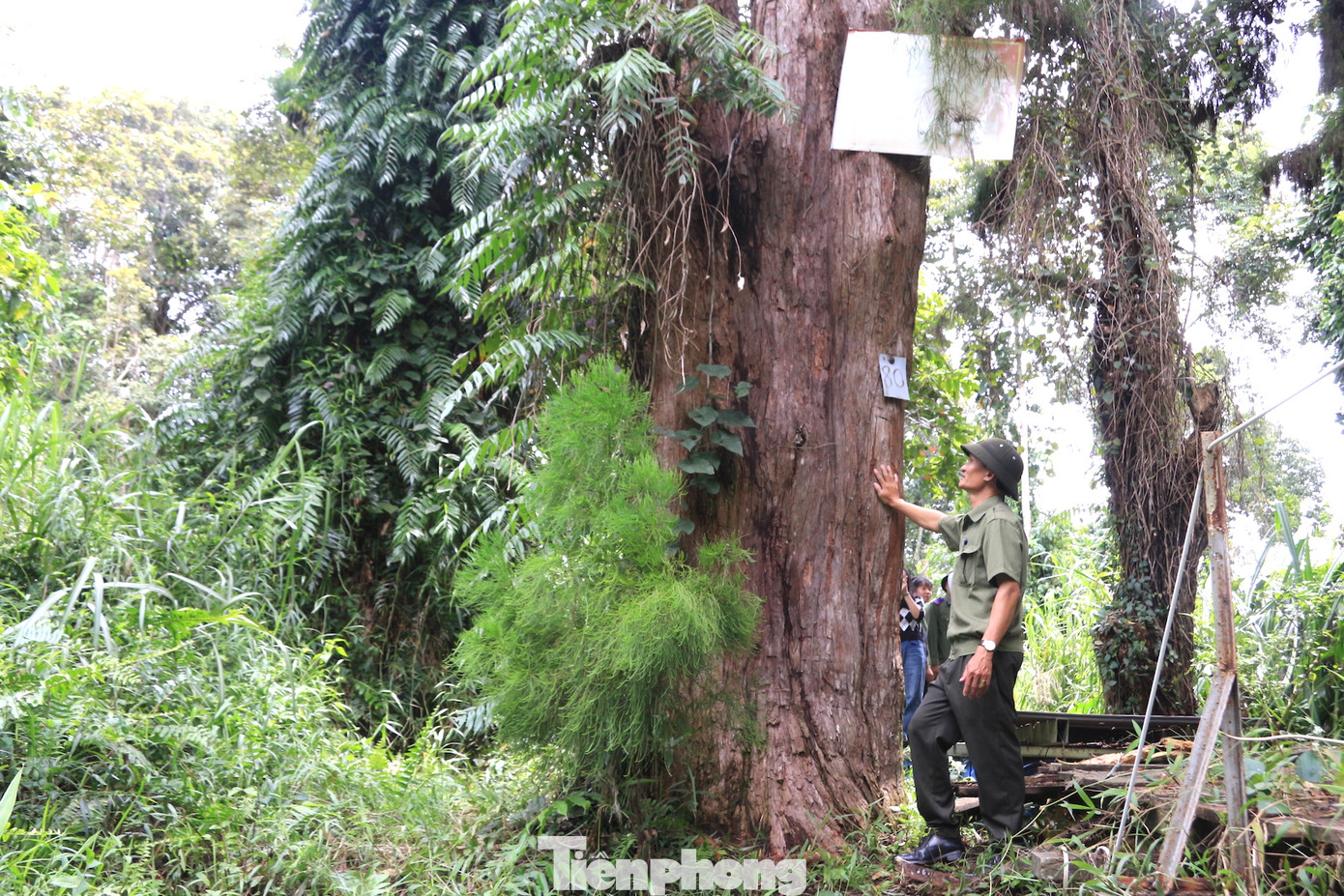 Cây Thủy tùng lâu năm nhất nơi đây gần 700 tuổi, đường kính 1,06 m, ngọn cao 13 m. Ngoài ra, có những cây nhỏ được giới khoa học đánh giá năm sinh trưởng từ 1939.