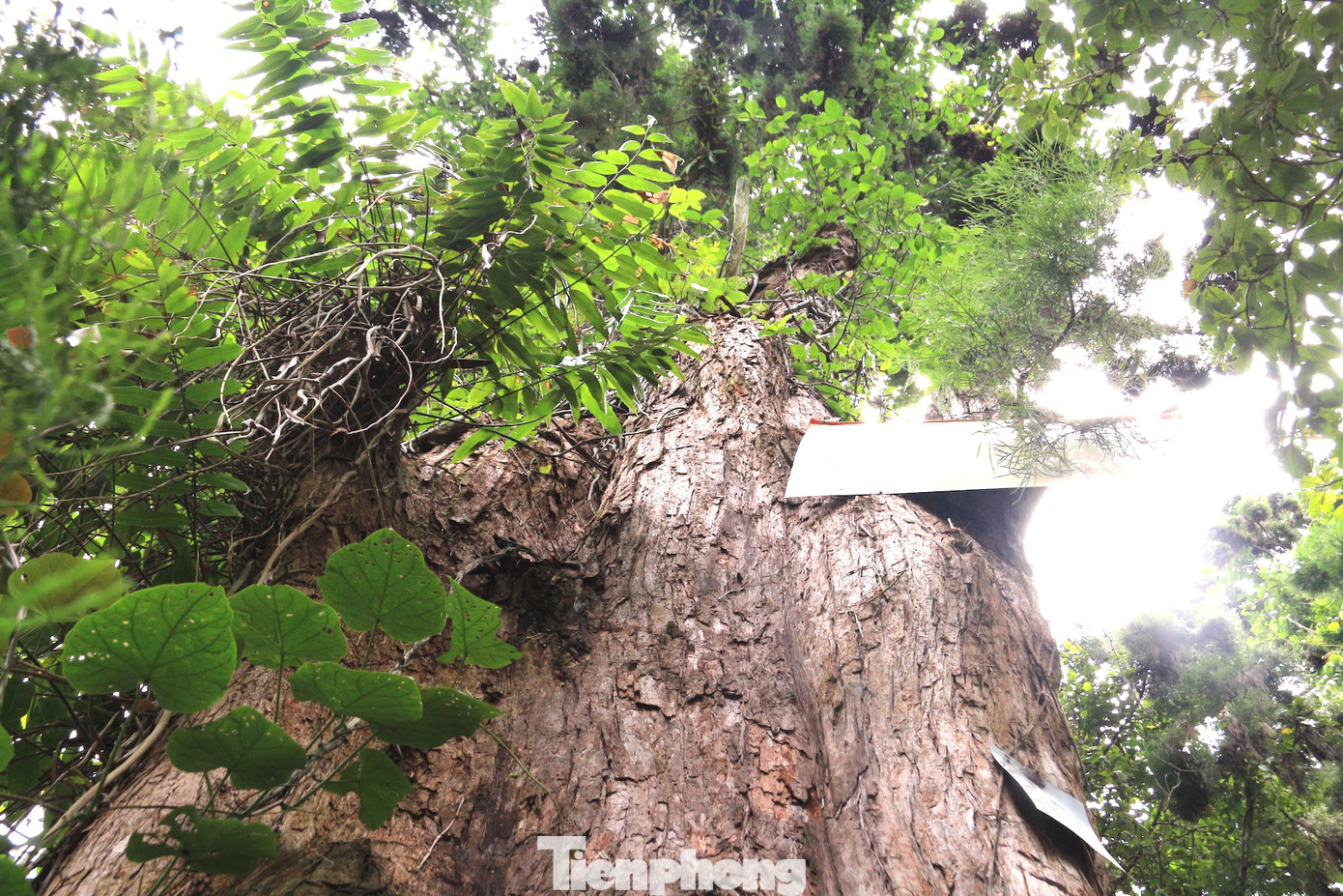 Cây Thủy tùng lâu năm nhất nơi đây gần 700 tuổi, đường kính 1,06 m, ngọn cao 13 m. Ngoài ra, có những cây nhỏ được giới khoa học đánh giá năm sinh trưởng từ 1939.