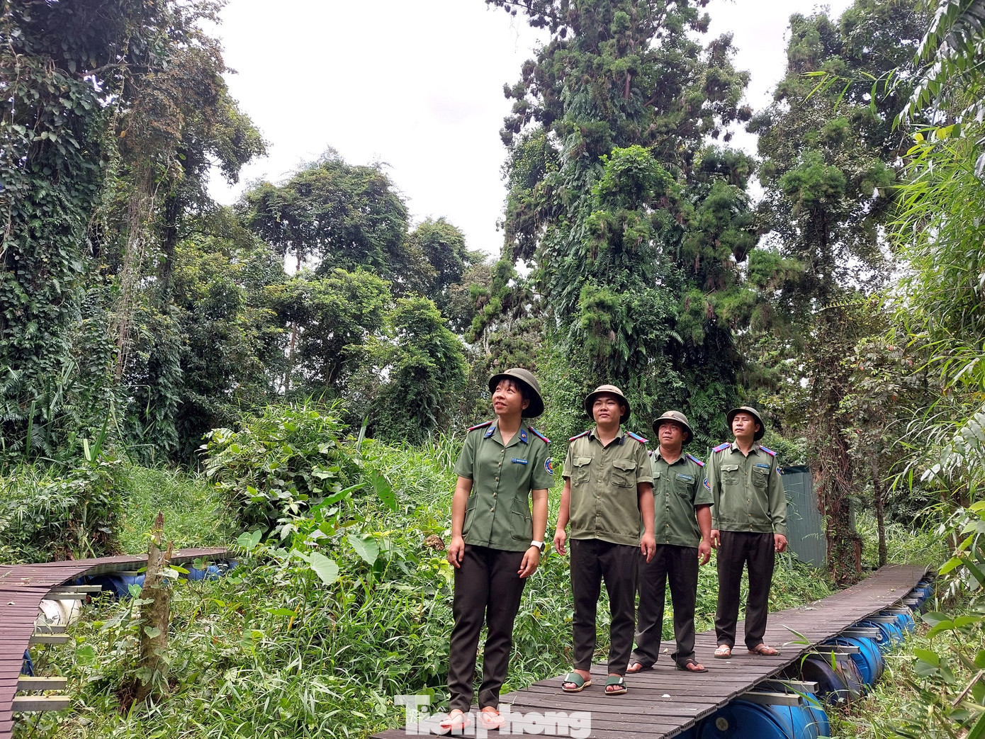 Hai quần thể Thủy tùng được phân bổ trên tổng diện tích 124,7 ha ở huyện Ea H’leo, Krông Năng và một cây ở thị xã Buôn Hồ được lực lượng chức năng canh giữ, bảo vệ nghiêm ngặt. Nhiều năm qua, loại cây này vẫn chưa thể nhân giống.