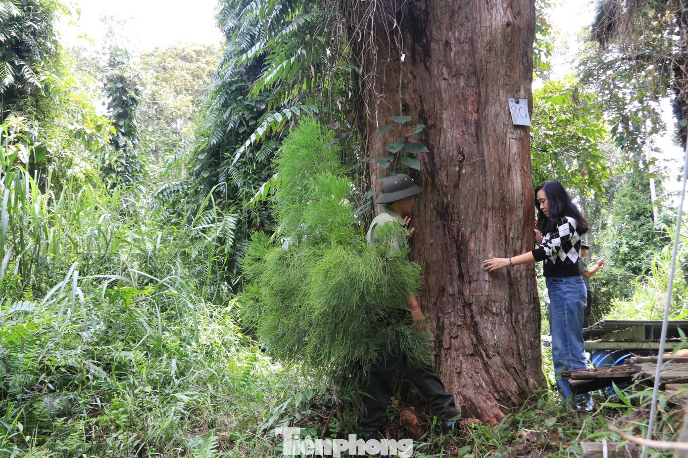 Theo ông Võ Thành Tám, Giám đốc Ban Quản lý khu bảo tồn loài sinh cảnh Thông nước, Thủy tùng đang được khoanh vùng bảo vệ nghiêm ngặt.