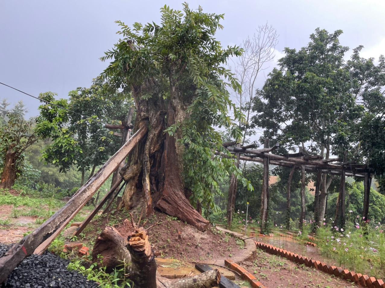 Cũng theo lãnh đạo xã Tân Lập, chủ khu nghỉ dưỡng này sau đó xin hoàn thiện hồ sơ pháp lý nên hiện tại chính quyền chưa tháo dỡ các công trình sai phạm trên.