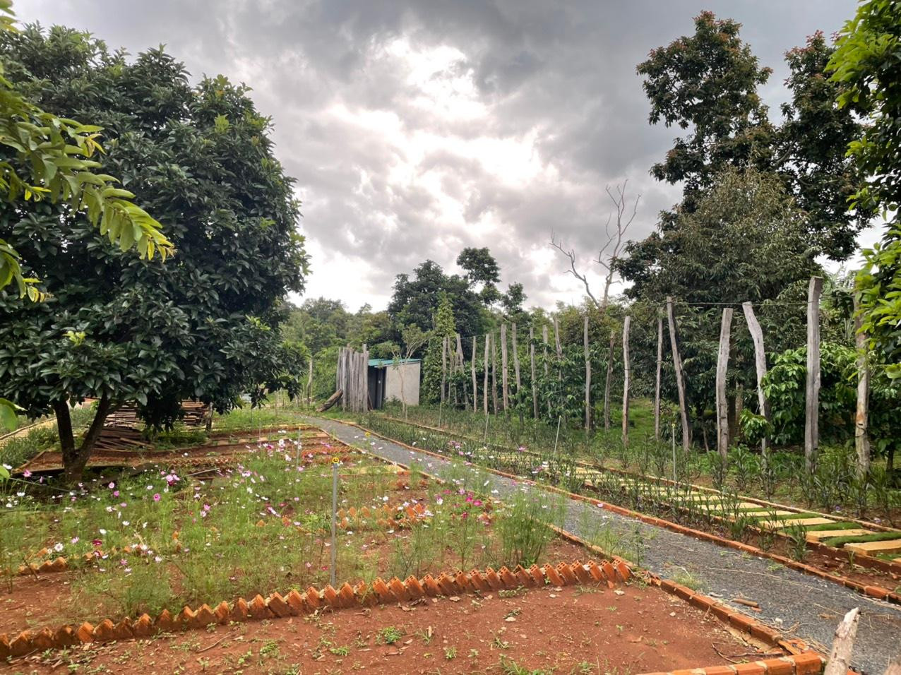 Toàn bộ diện tích trên được trồng hoa, có một ngôi nhà kiên cố và nhiều hạng mục khác như nhà vệ sinh, hồ nuôi cá...