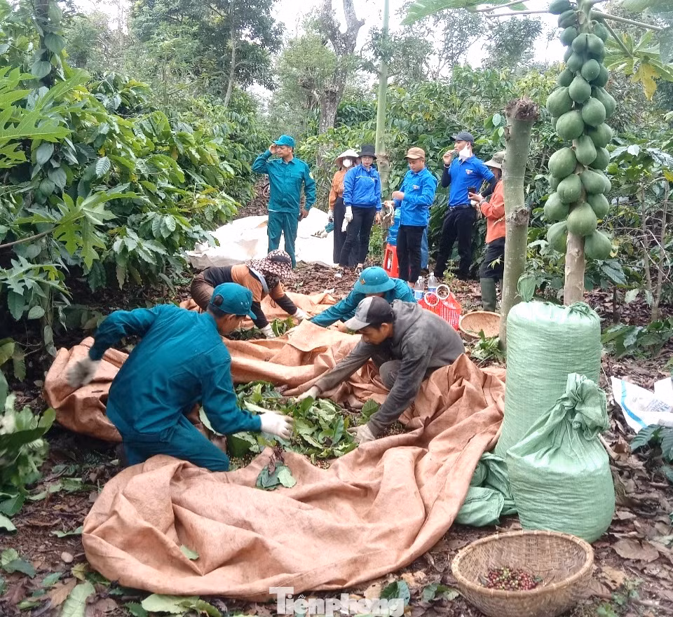 Huyện Cư M'gar là một trong những vùng trọng điểm cà phê của tỉnh Đắk Lắk