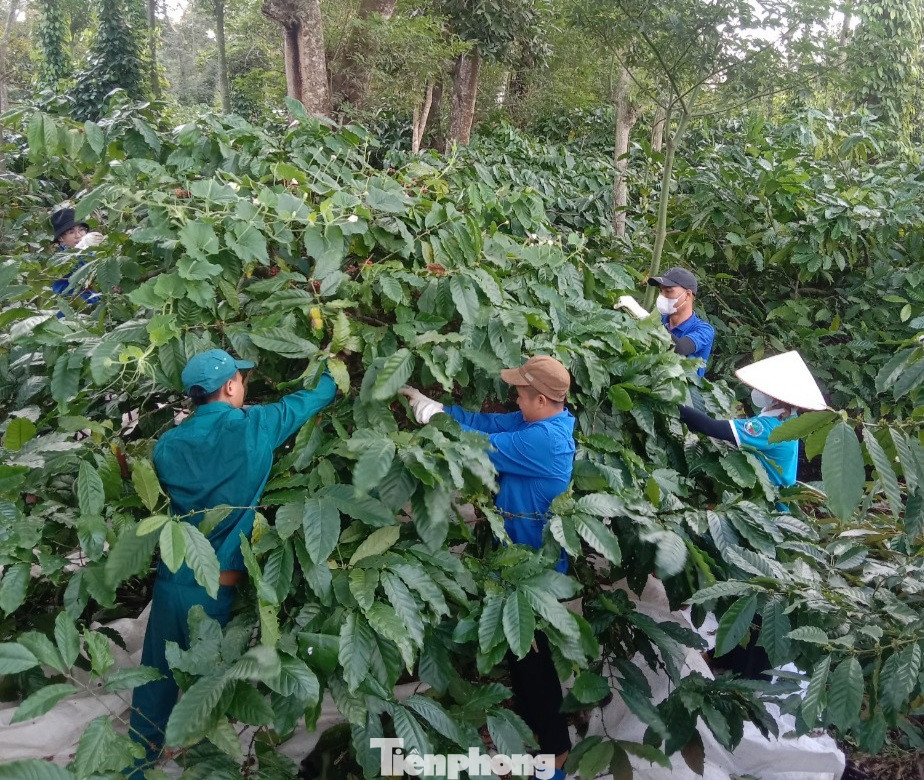 Giá cà phê năm nay khá cao nên người dân rất phấn khởi Giá cà phê năm nay khá cao nên người dân rất phấn khởi