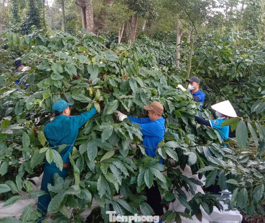 Giá cà phê năm nay khá cao nên người dân rất phấn khởi