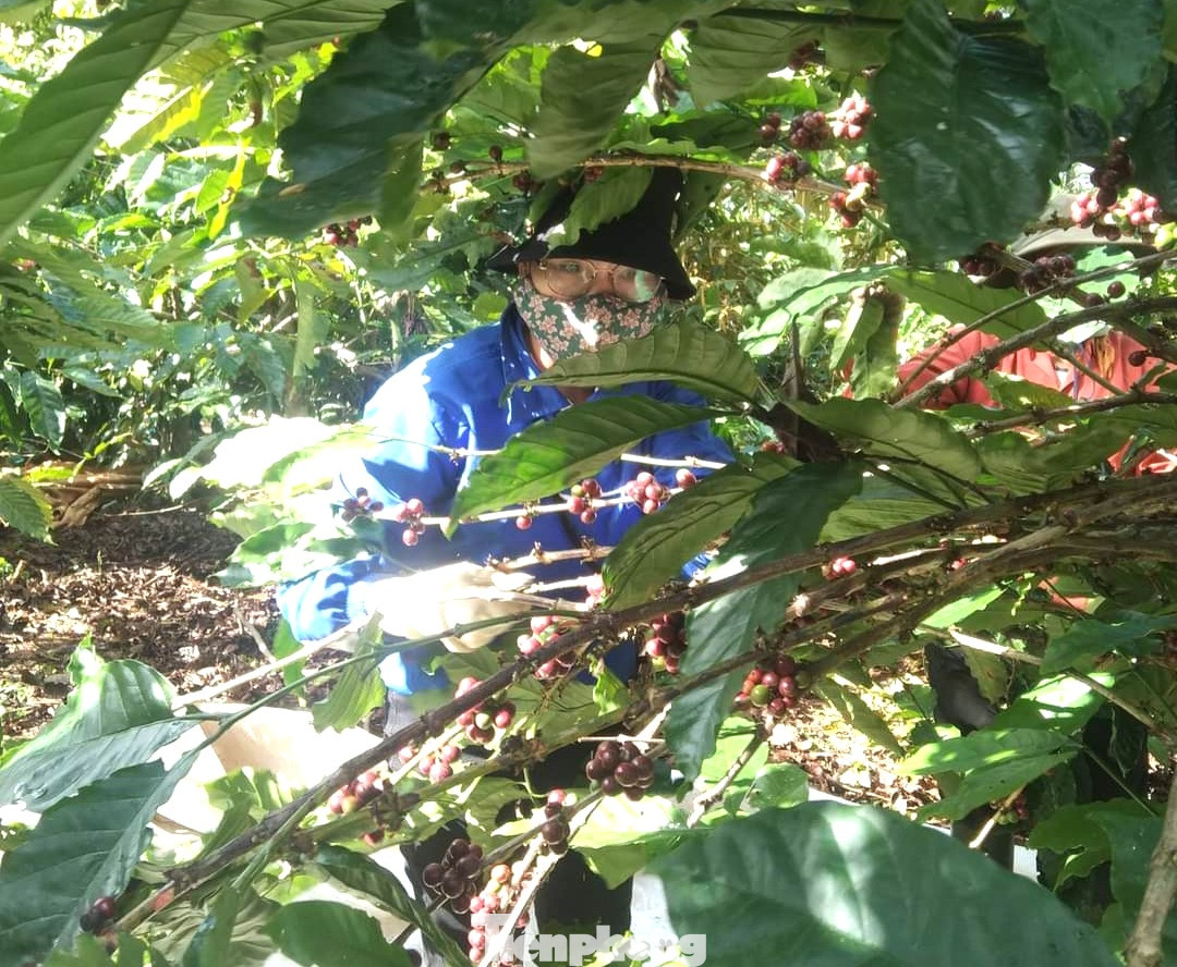 Thanh niên tình nguyện tỉ mỉ và cẩn thận khi hái cà phê Thanh niên tình nguyện tỉ mỉ và cẩn thận khi hái cà phê