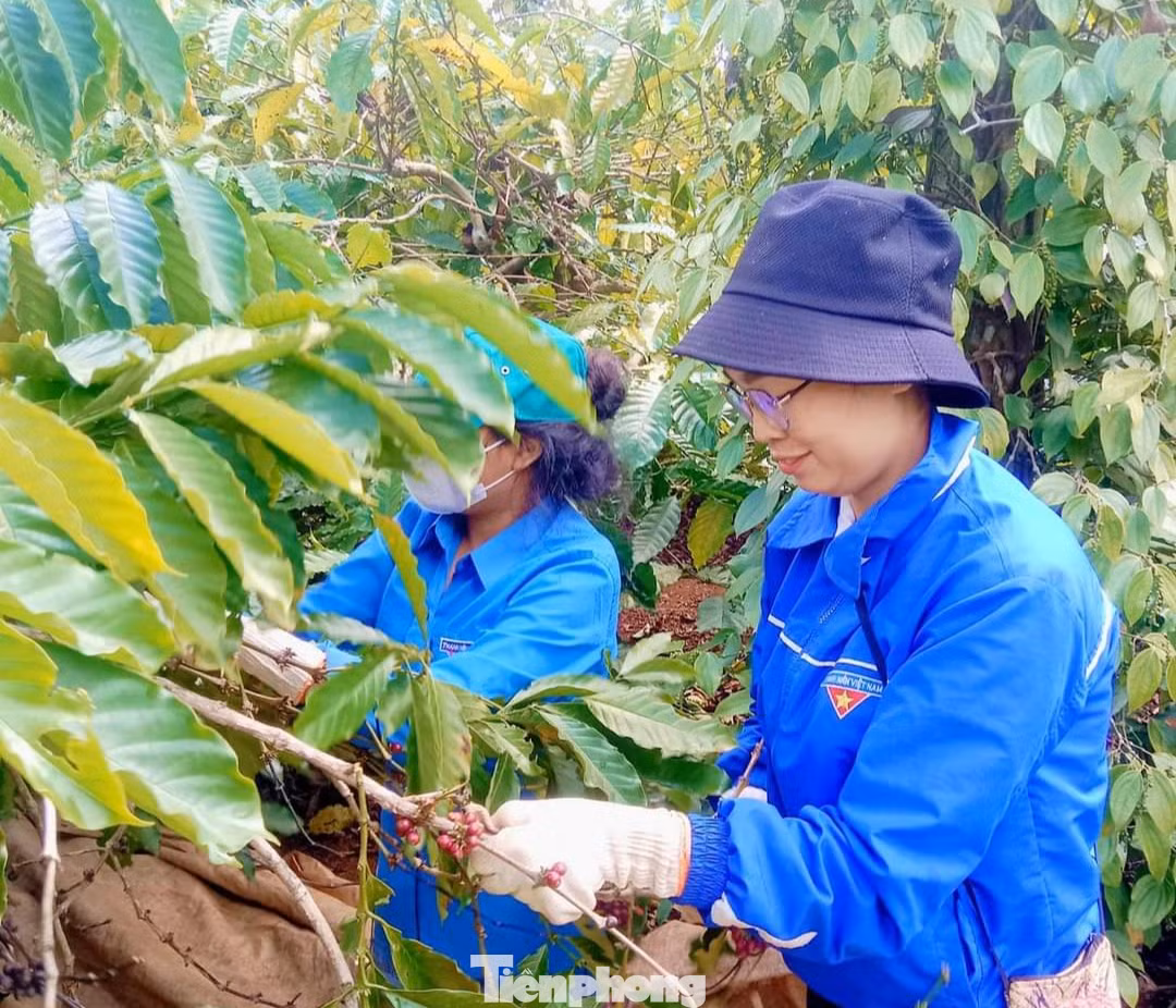 Hiện nay đang vào cao điểm thu hoạch cà phê