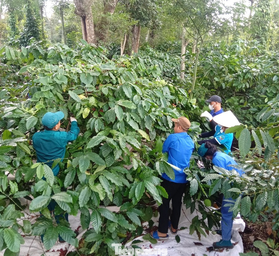 Tình nguyện viên hỗ trợ người dân thu hoạch cà phê Tình nguyện viên hỗ trợ người dân thu hoạch cà phê