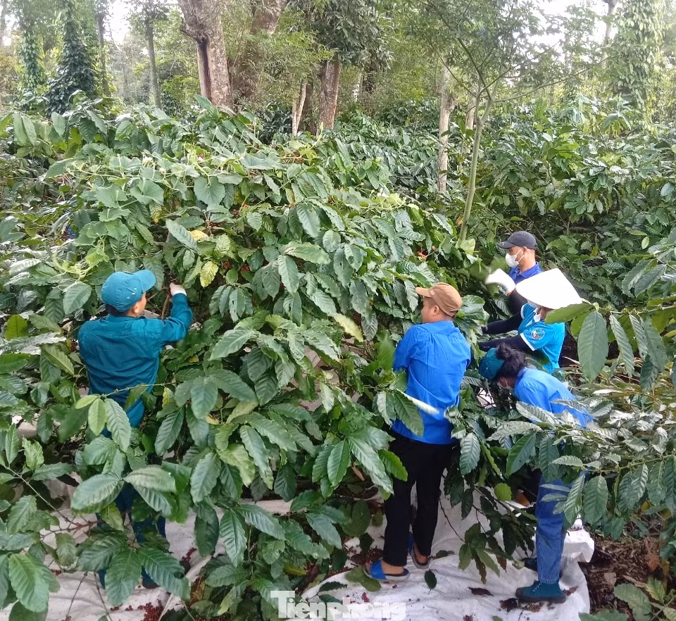 Tình nguyện viên hỗ trợ người dân thu hoạch cà phê