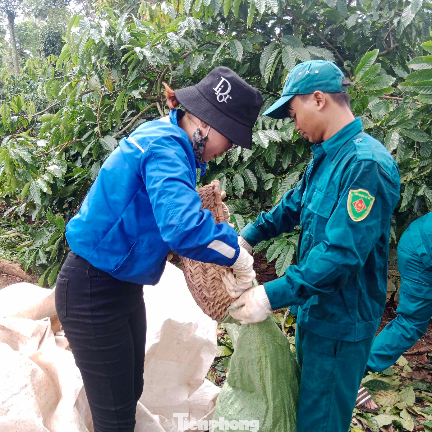 Đội hình tình nguyện khoảng 20 người tham gia thu hoạch cà phê Đội hình tình nguyện khoảng 20 người tham gia thu hoạch cà phê