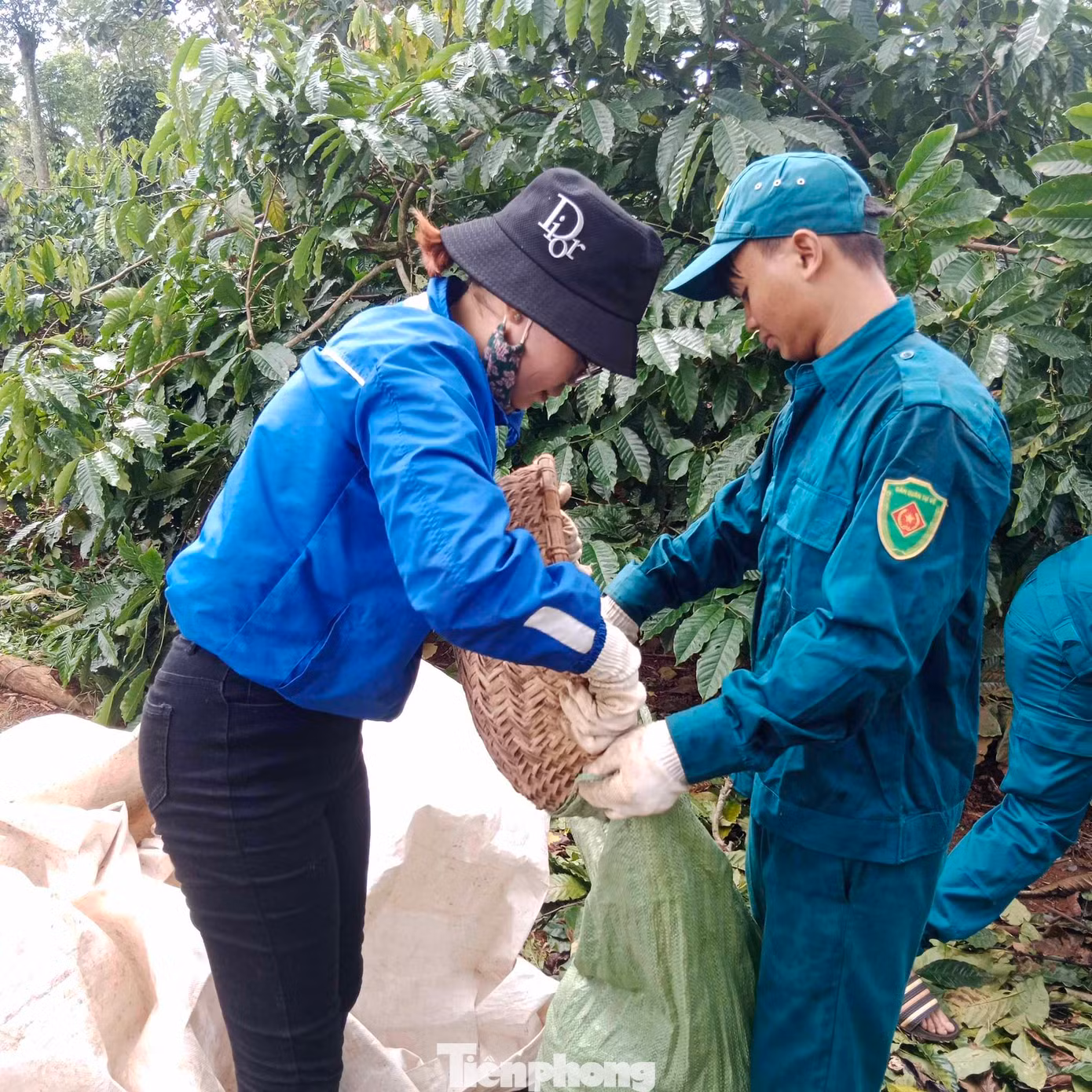 Đội hình tình nguyện khoảng 20 người tham gia thu hoạch cà phê