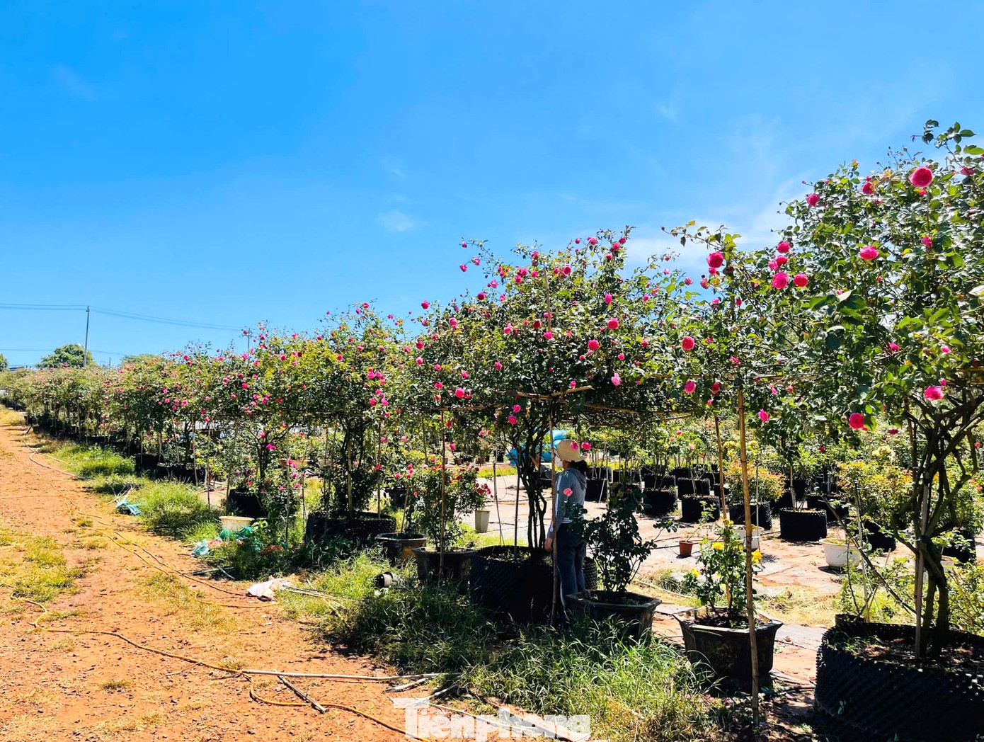 Vườn hồng của anh Việt Anh tạo việc làm cho nhiều lao động tại địa phương. Vườn hồng của anh Việt Anh tạo việc làm cho nhiều lao động tại địa phương.