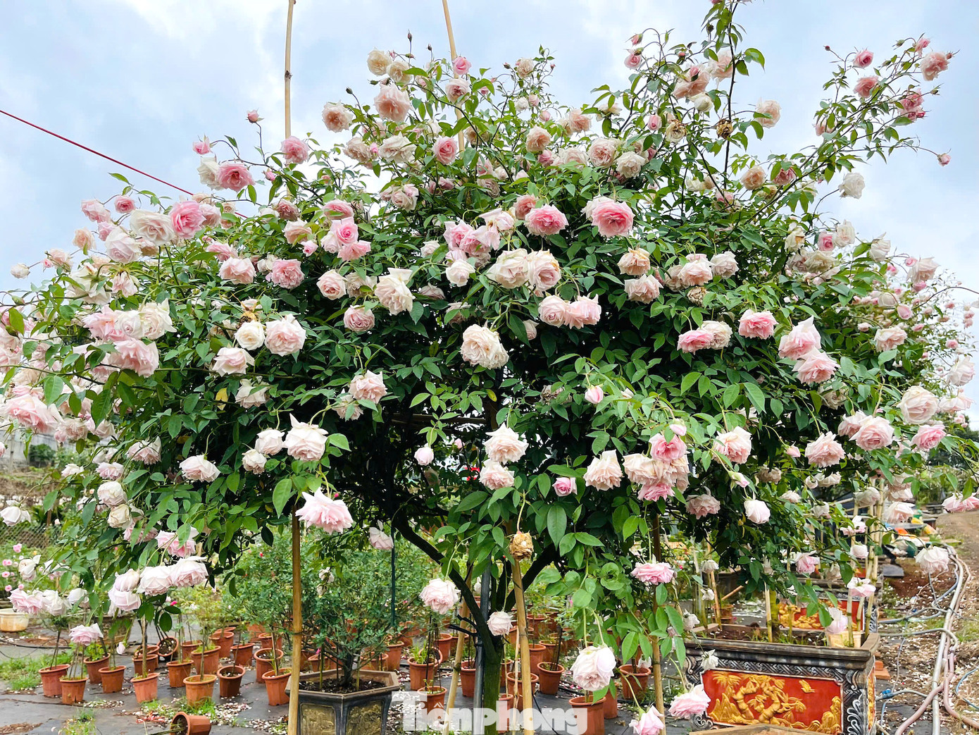 Vườn có nhiều giống hồng cổ, hồng ngoại Vườn có nhiều giống hồng cổ, hồng ngoại