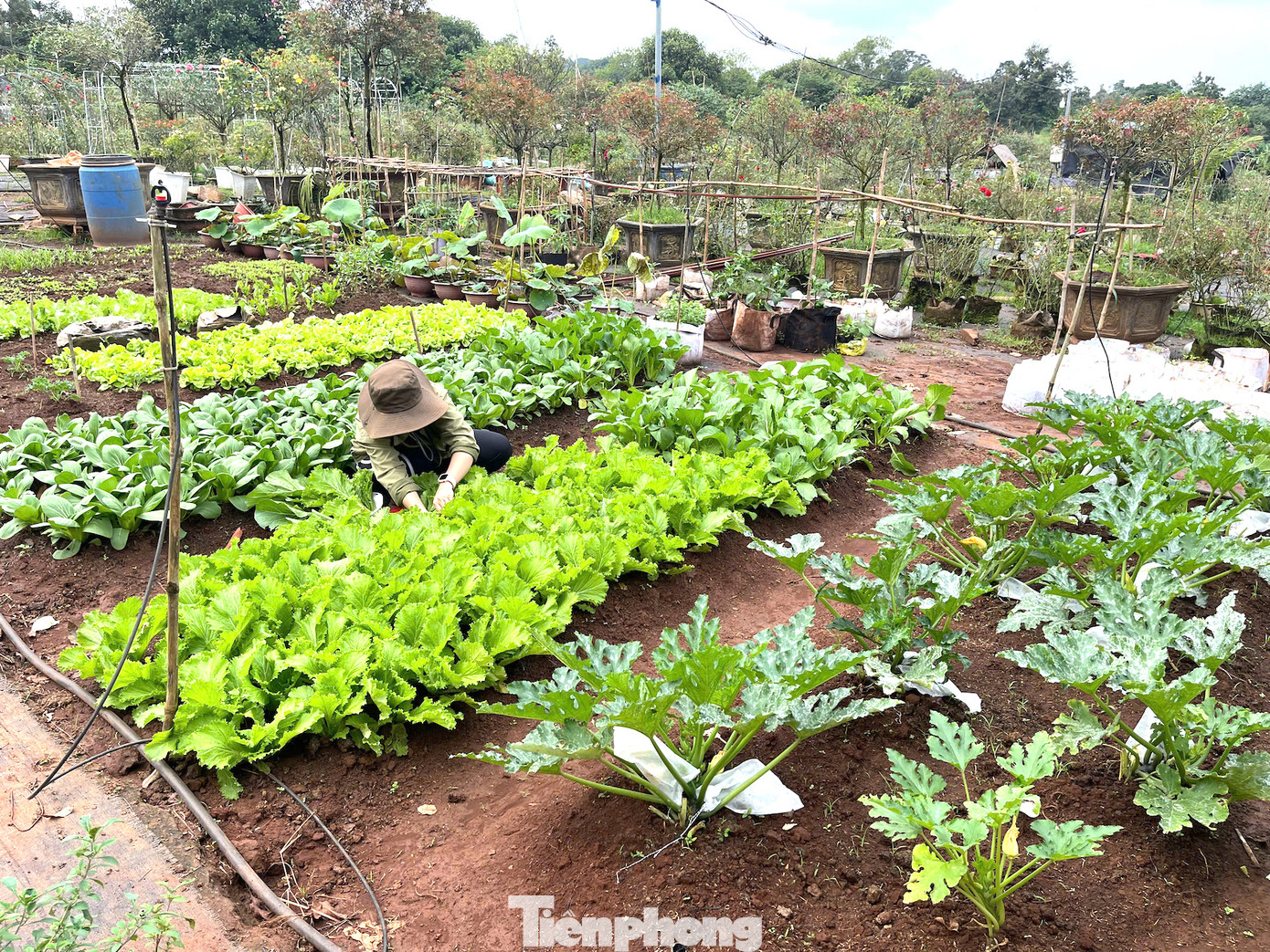 Vườn rau củ quả của anh Việt Anh Vườn rau củ quả của anh Việt Anh