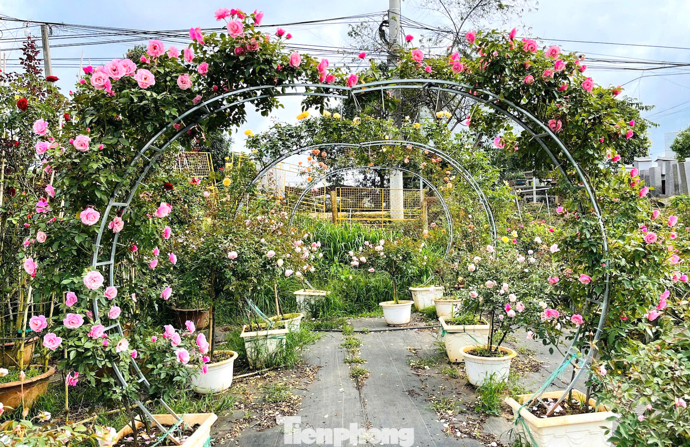 Vườn hồng mang lại doanh thu gần 1 tỉ đồng mỗi năm. Vườn hồng mang lại doanh thu gần 1 tỉ đồng mỗi năm.