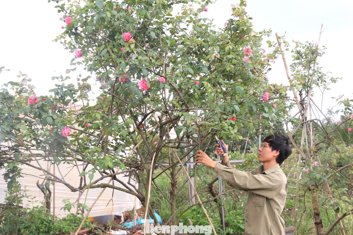 Anh Việt Anh chăm sóc vườn hồng Anh Việt Anh chăm sóc vườn hồng