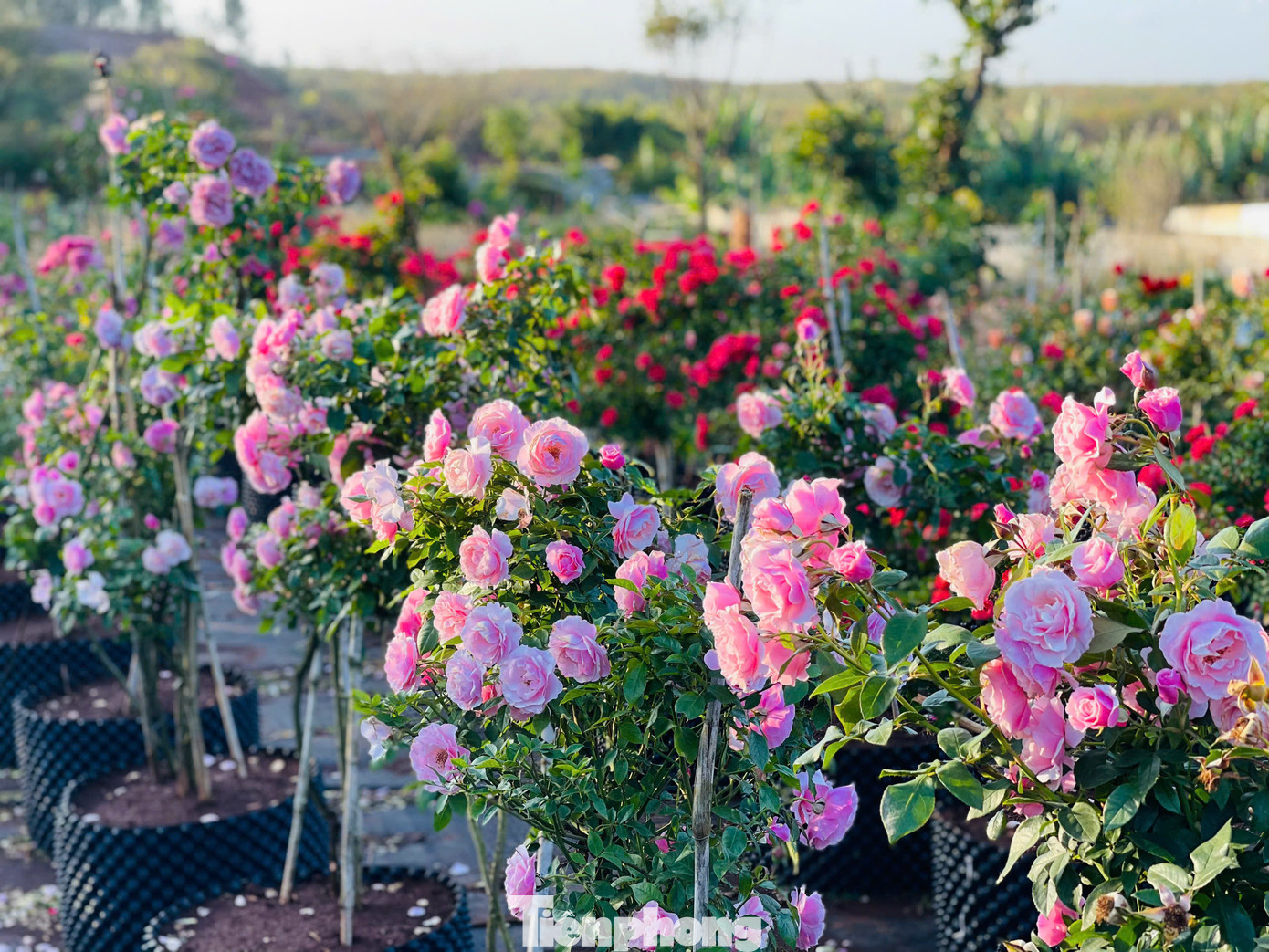 Vườn hồng được chăm sóc mỗi ngày. Vườn hồng được chăm sóc mỗi ngày.