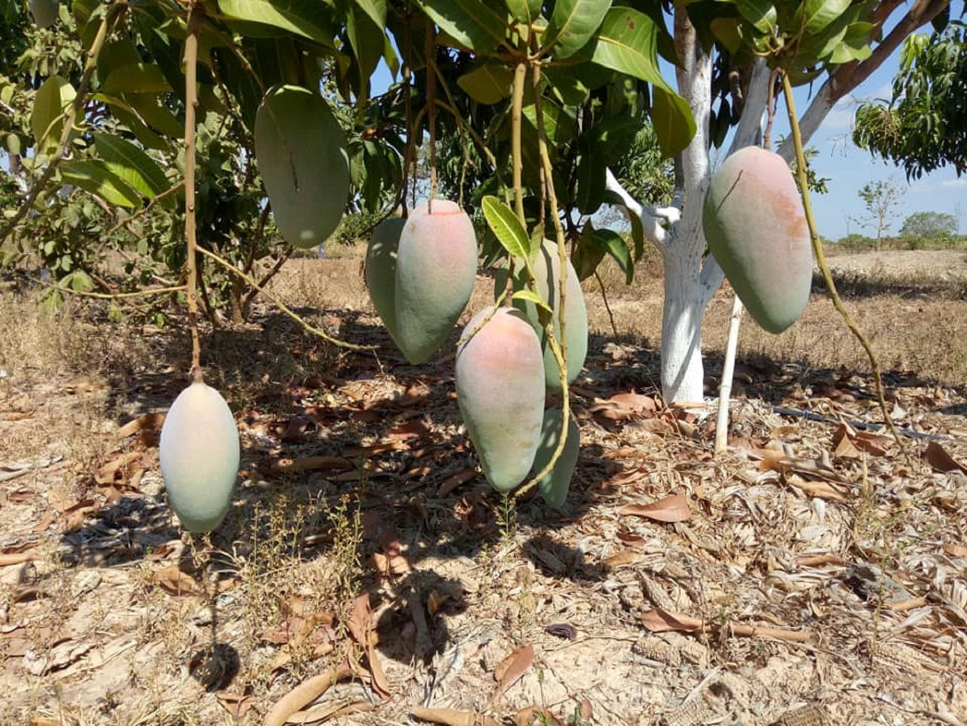 Xoài già trĩu cành vẫn không có thương lái mua