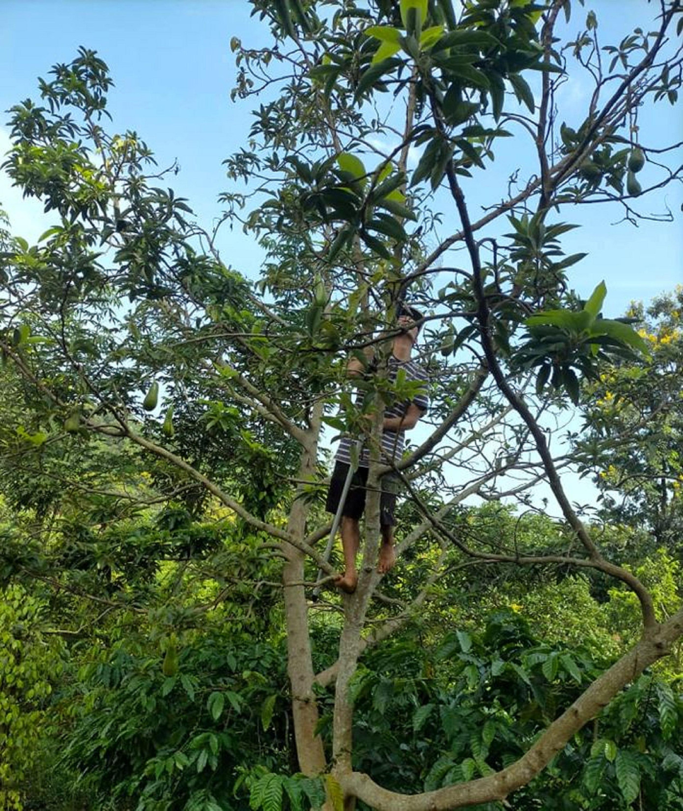 Thương lái hái bơ tại vườn